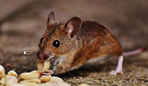 24 Hour & Emergency Exterminators in Gilbert, AZ